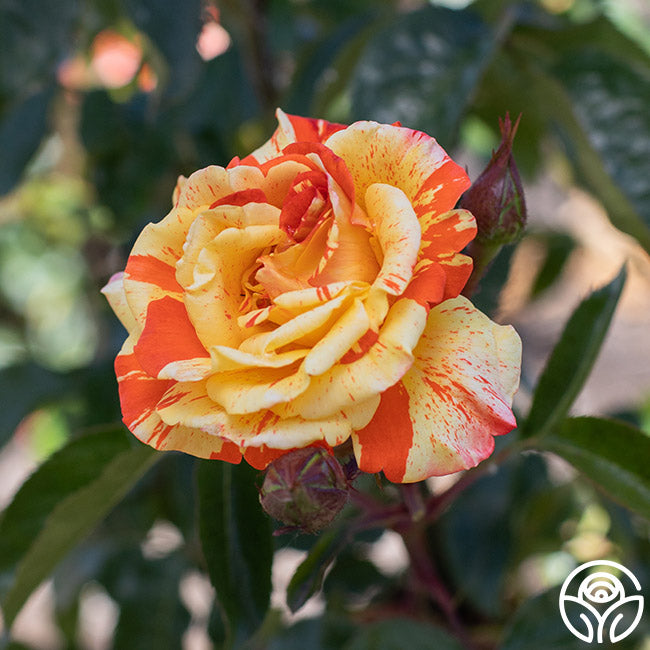 Oranges 'n' Lemons Shrub Rose | Heirloom Roses
