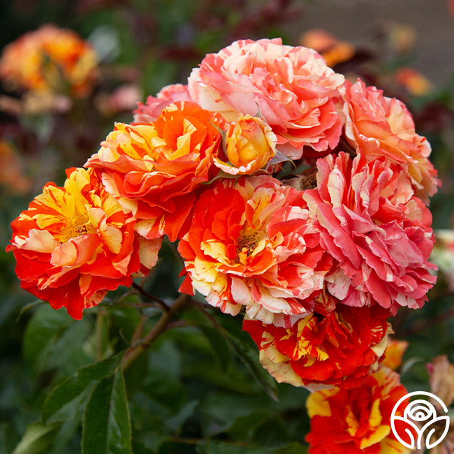 Oranges 'n' Lemons Shrub Rose | Heirloom Roses