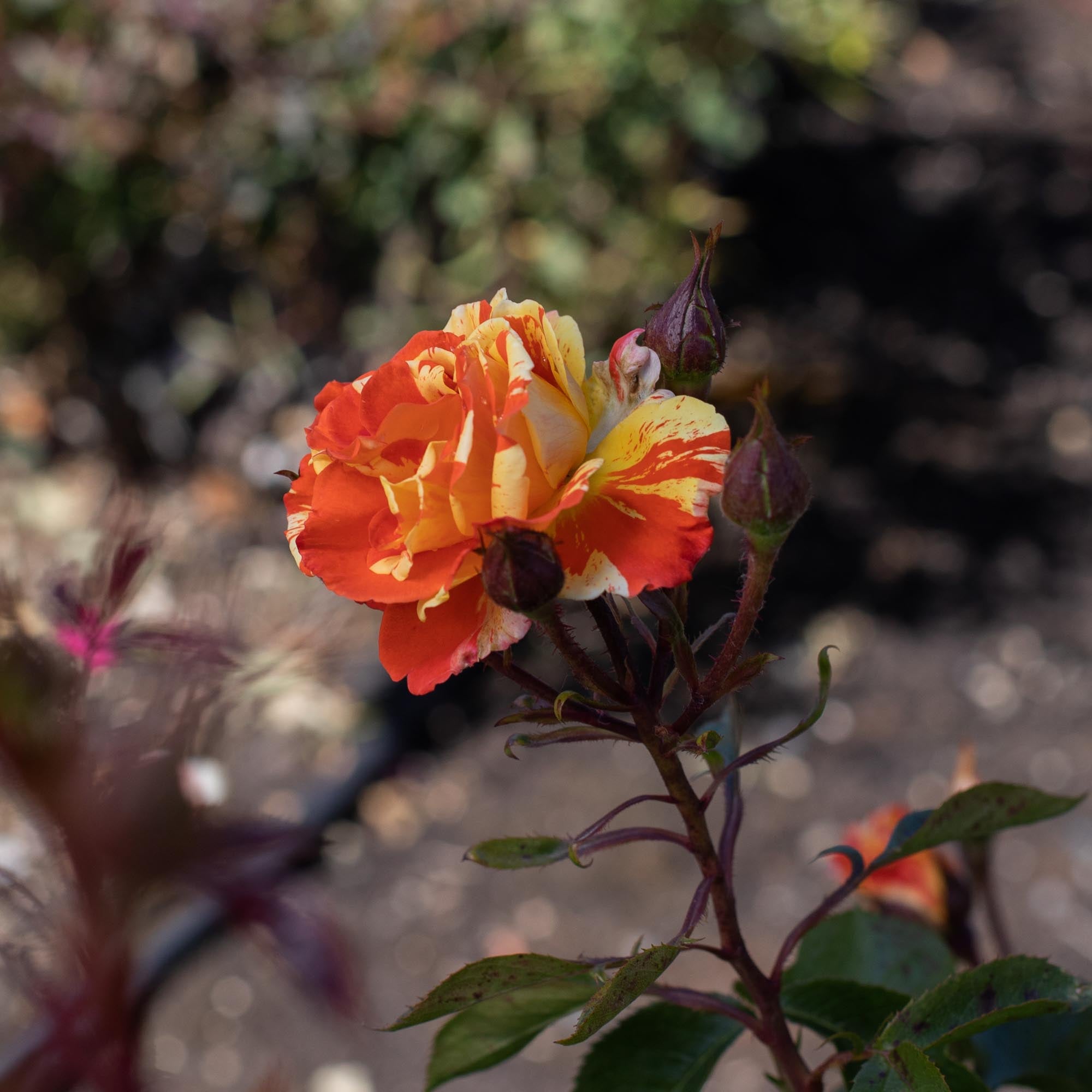 Oranges 'n' Lemons Shrub Rose | Heirloom Roses
