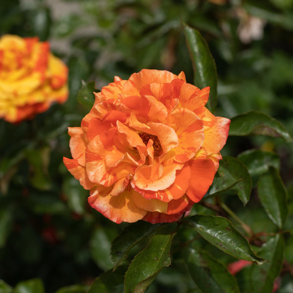 Oranges 'n' Lemons