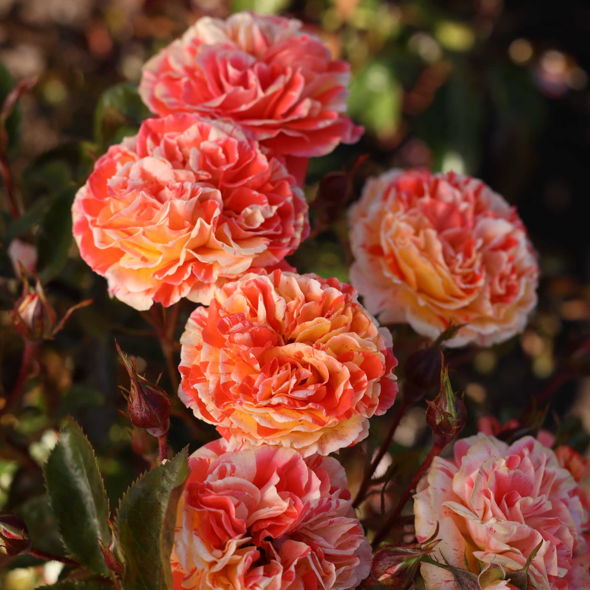 Oranges 'n' Lemons Shrub Rose | Heirloom Roses