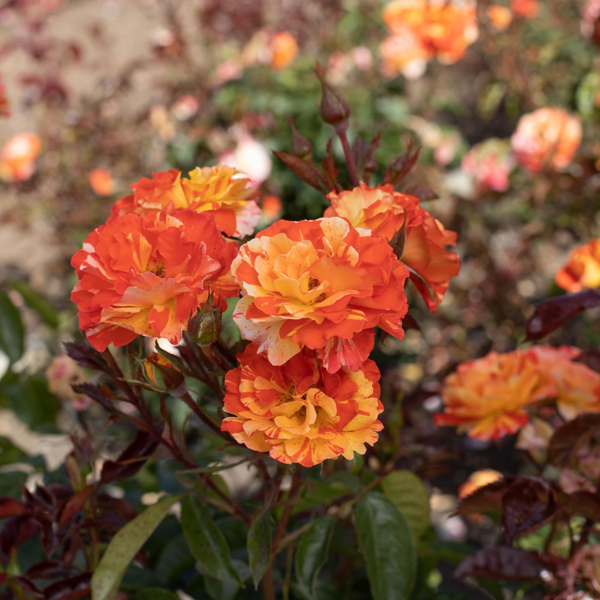 Oranges 'n' Lemons Shrub Rose | Heirloom Roses