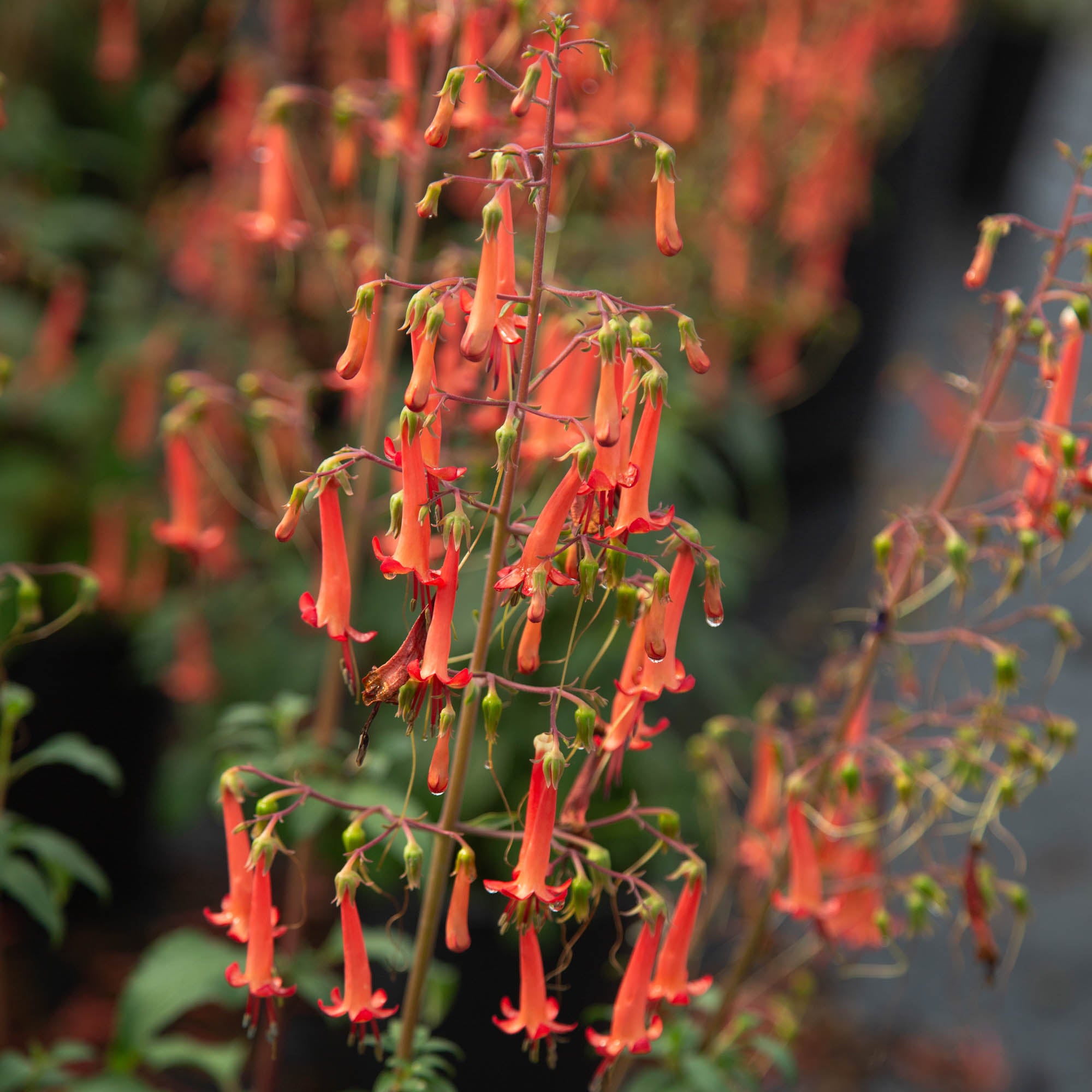 Colorburst™ Orange