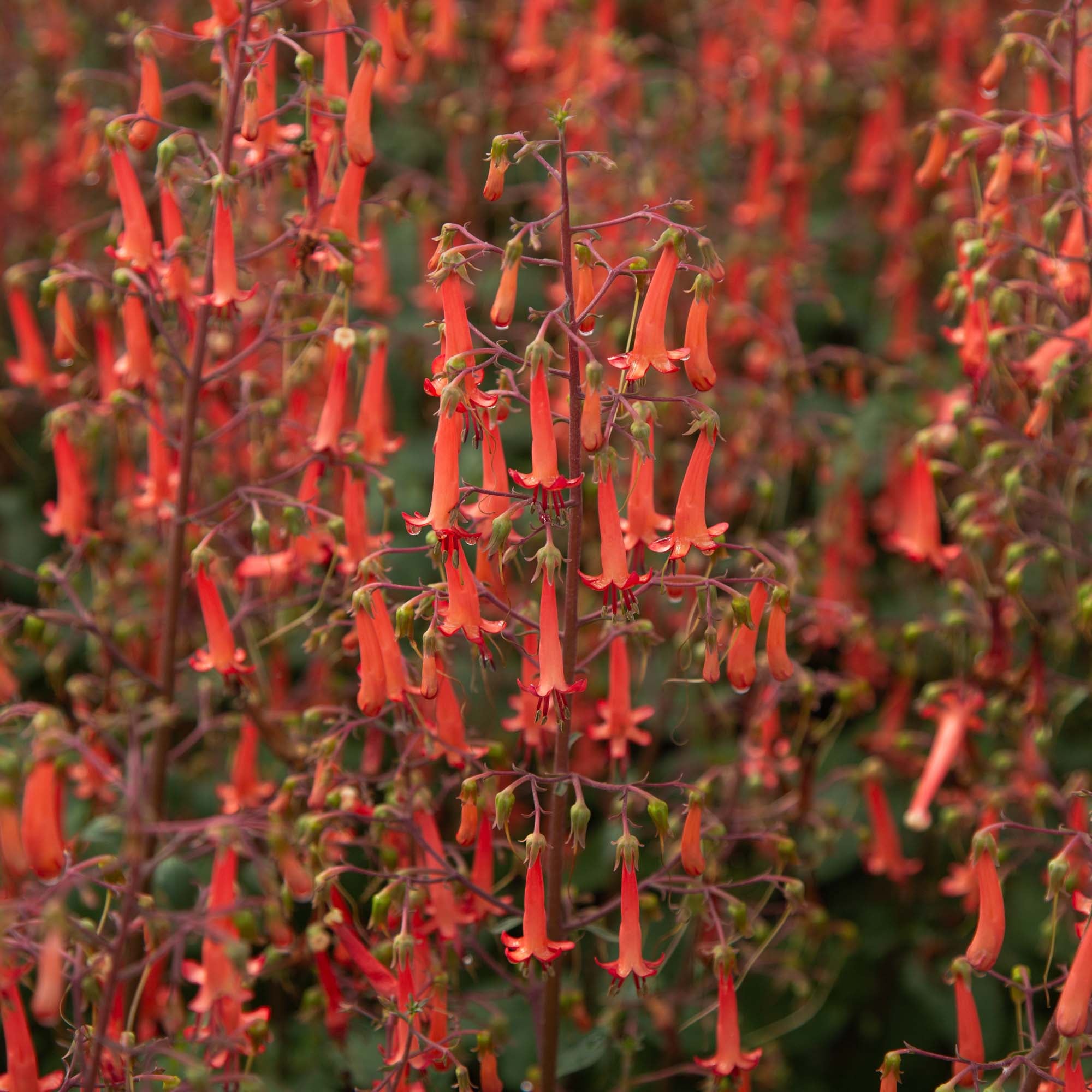 Colorburst™ Orange