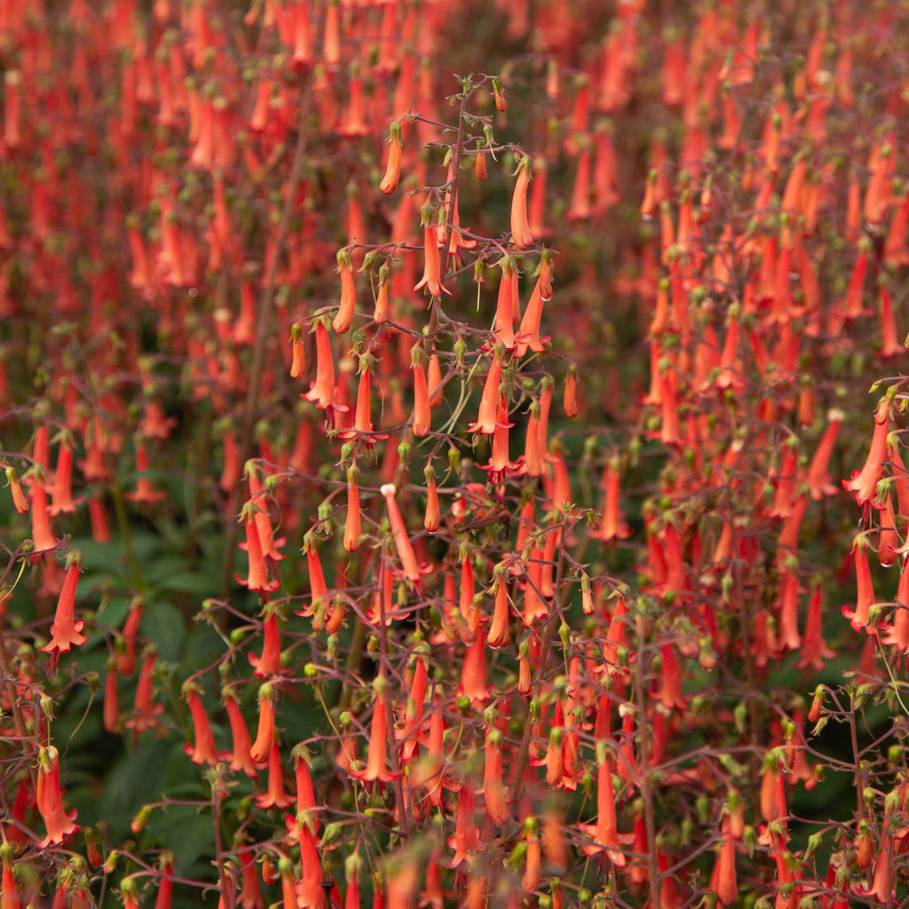 Colorburst™ Orange