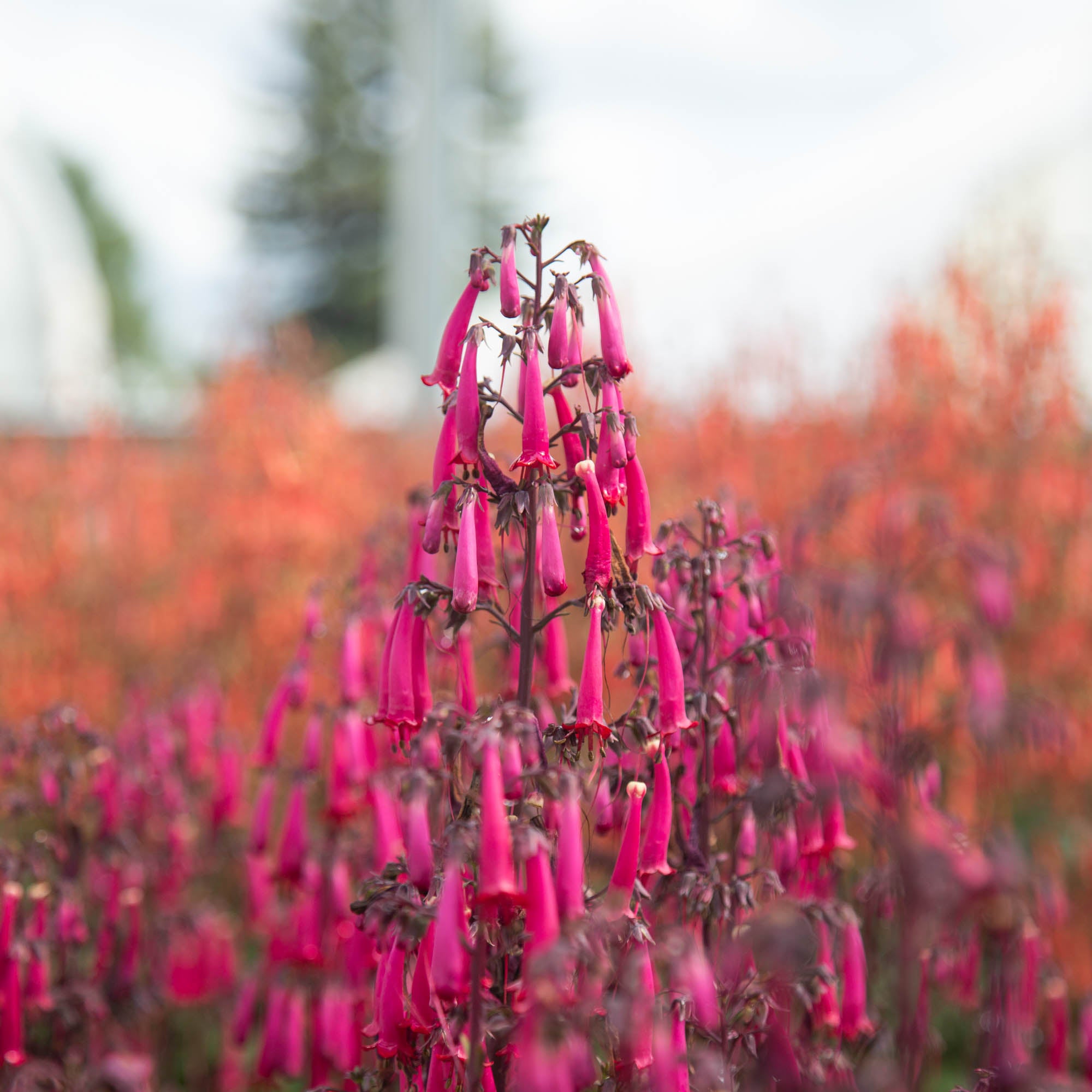 Colorburst™ Rose