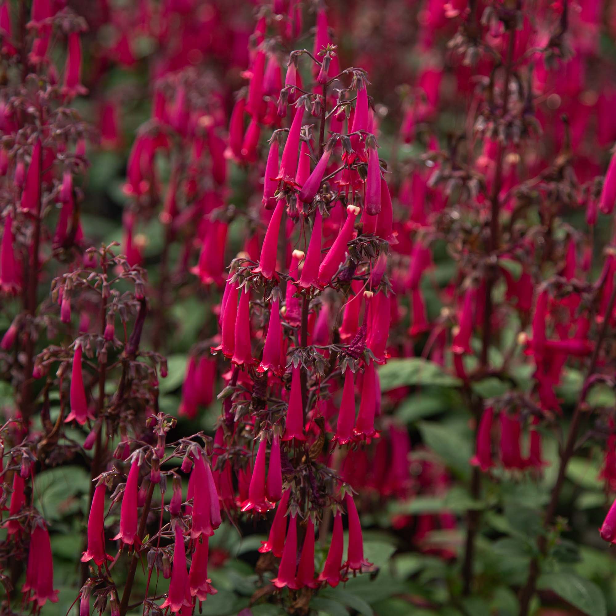 Colorburst™ Rose