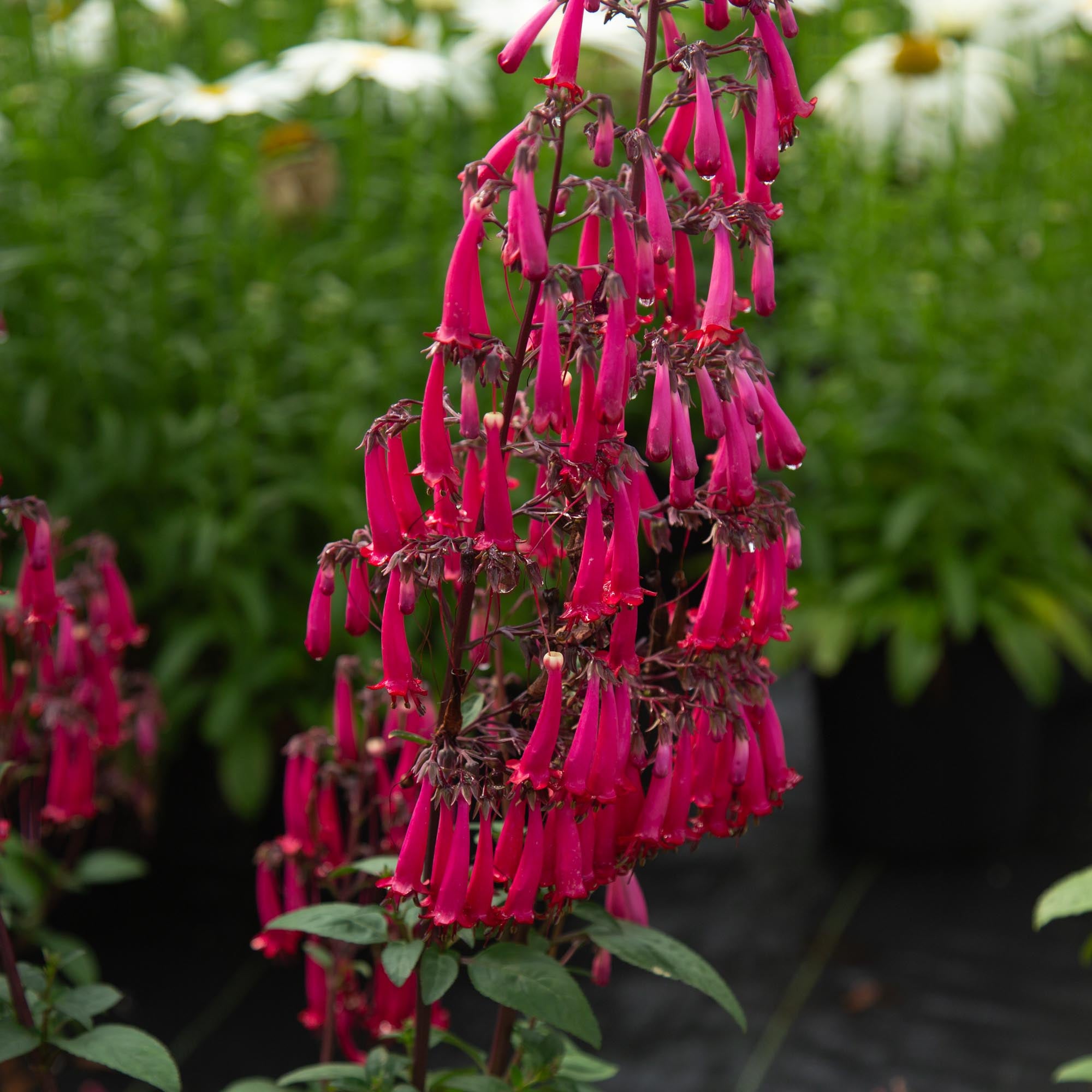 Colorburst™ Rose
