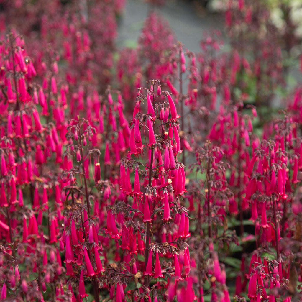 Colorburst™ Rose