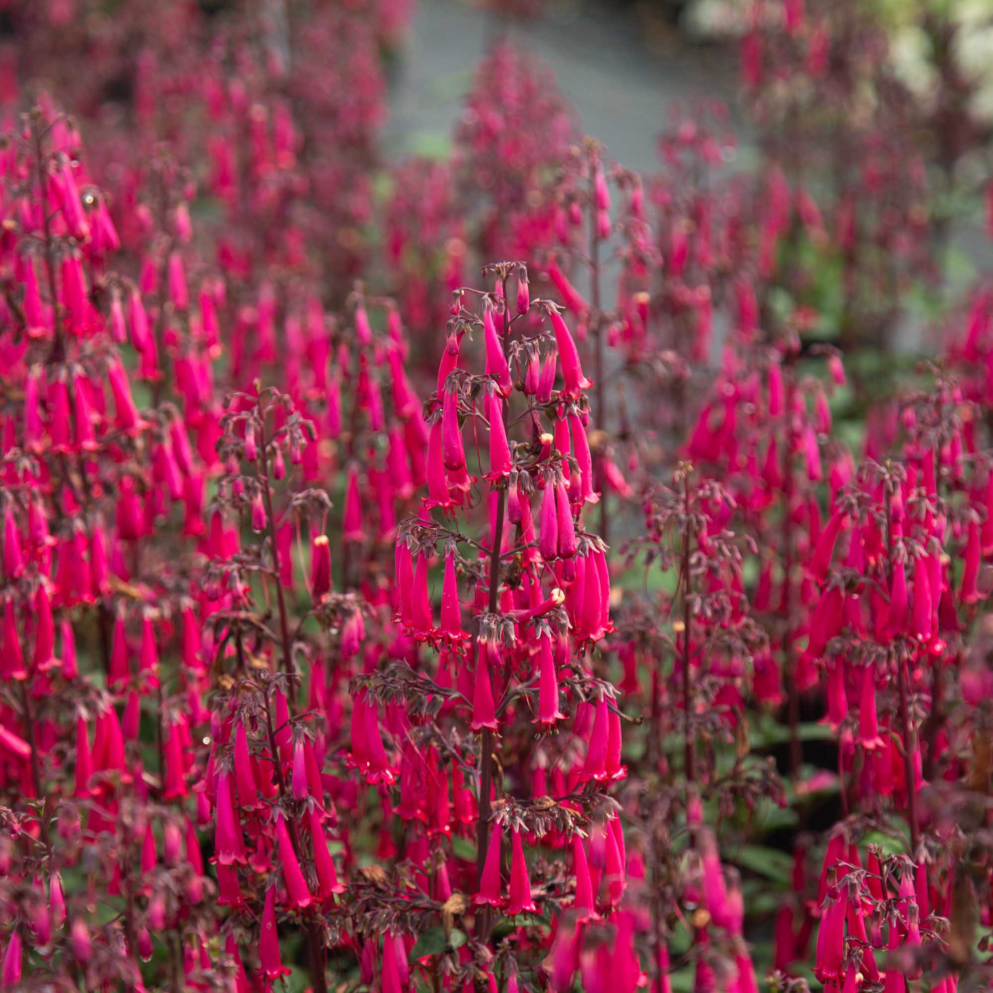 Colorburst™ Rose