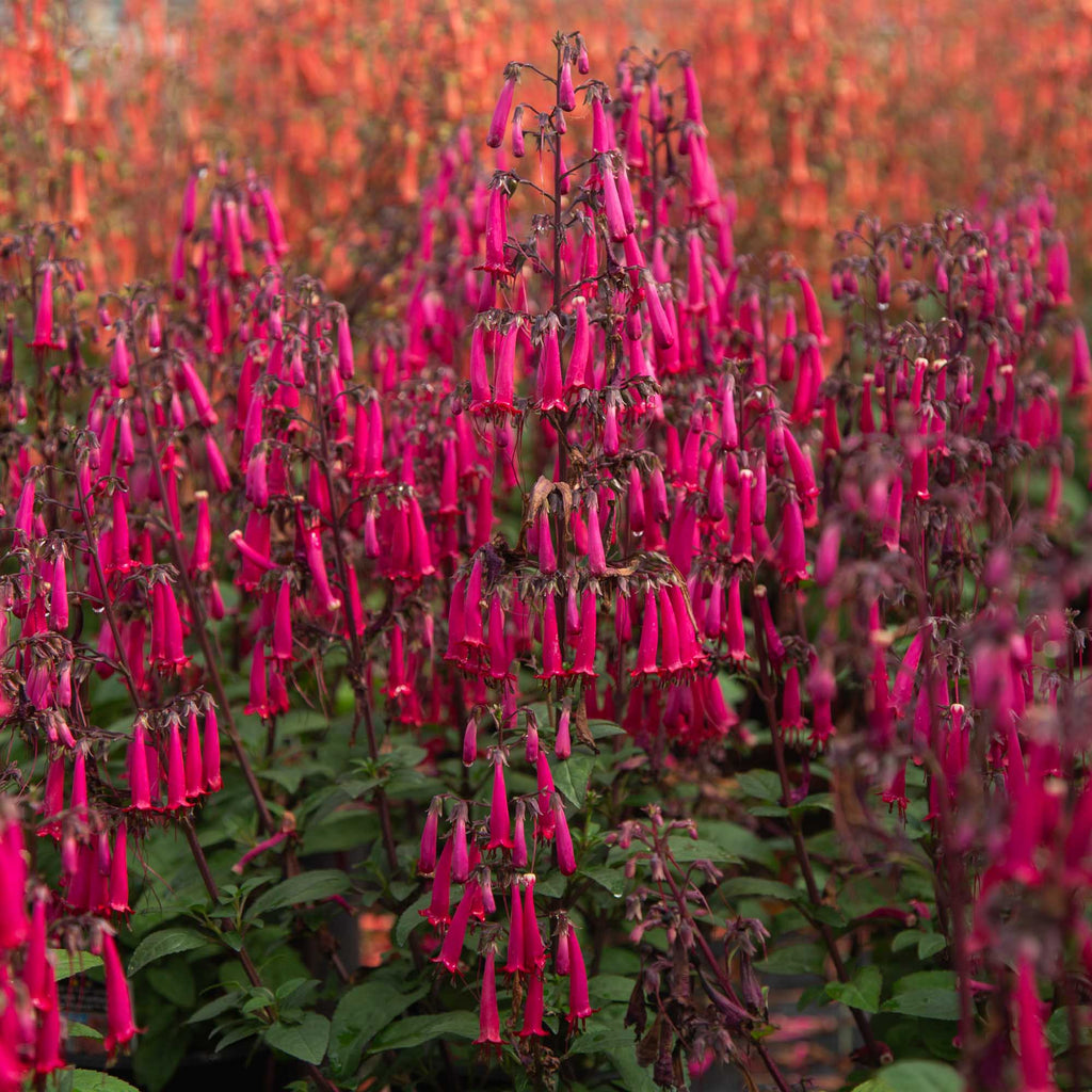 Colorburst™ Rose