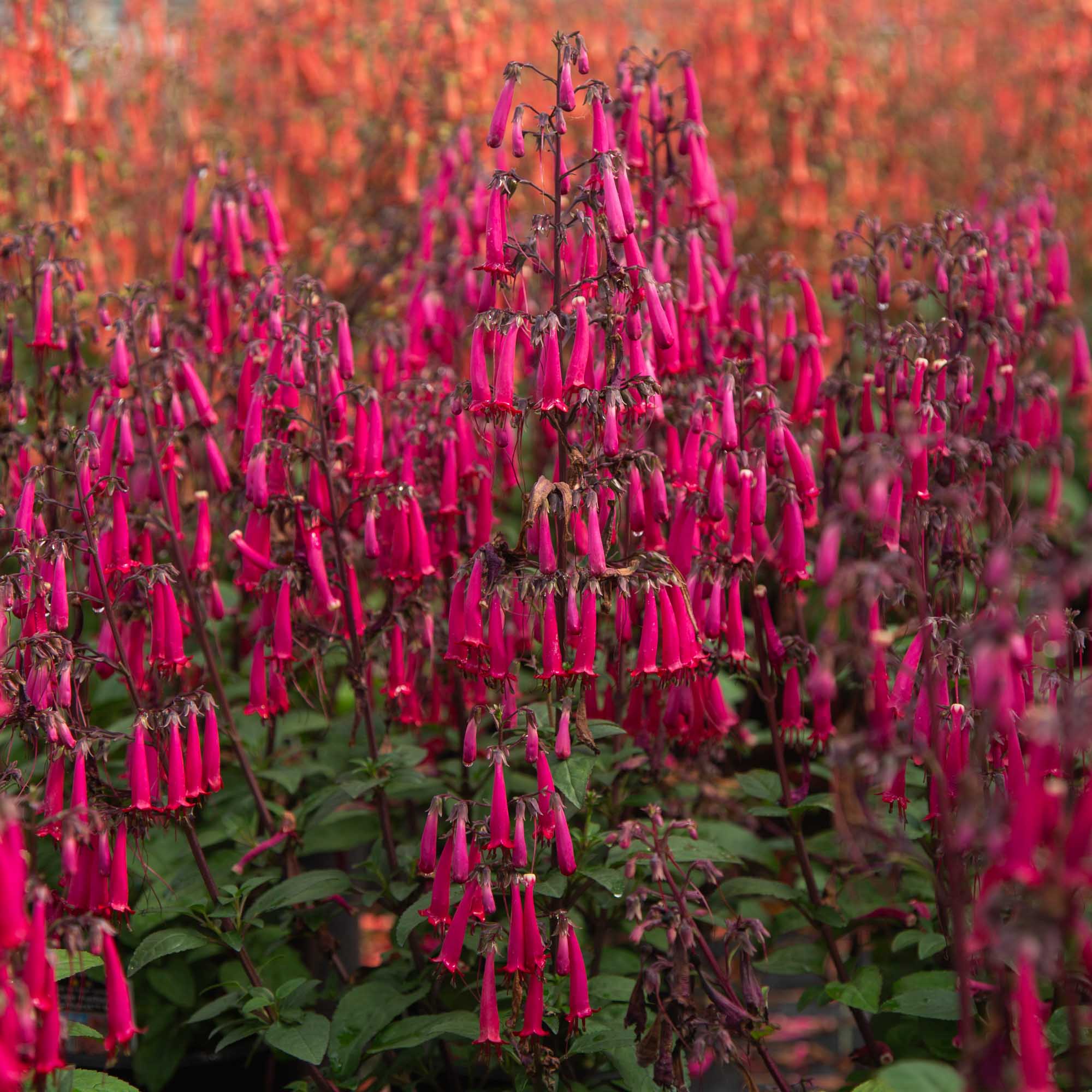 Colorburst™ Rose