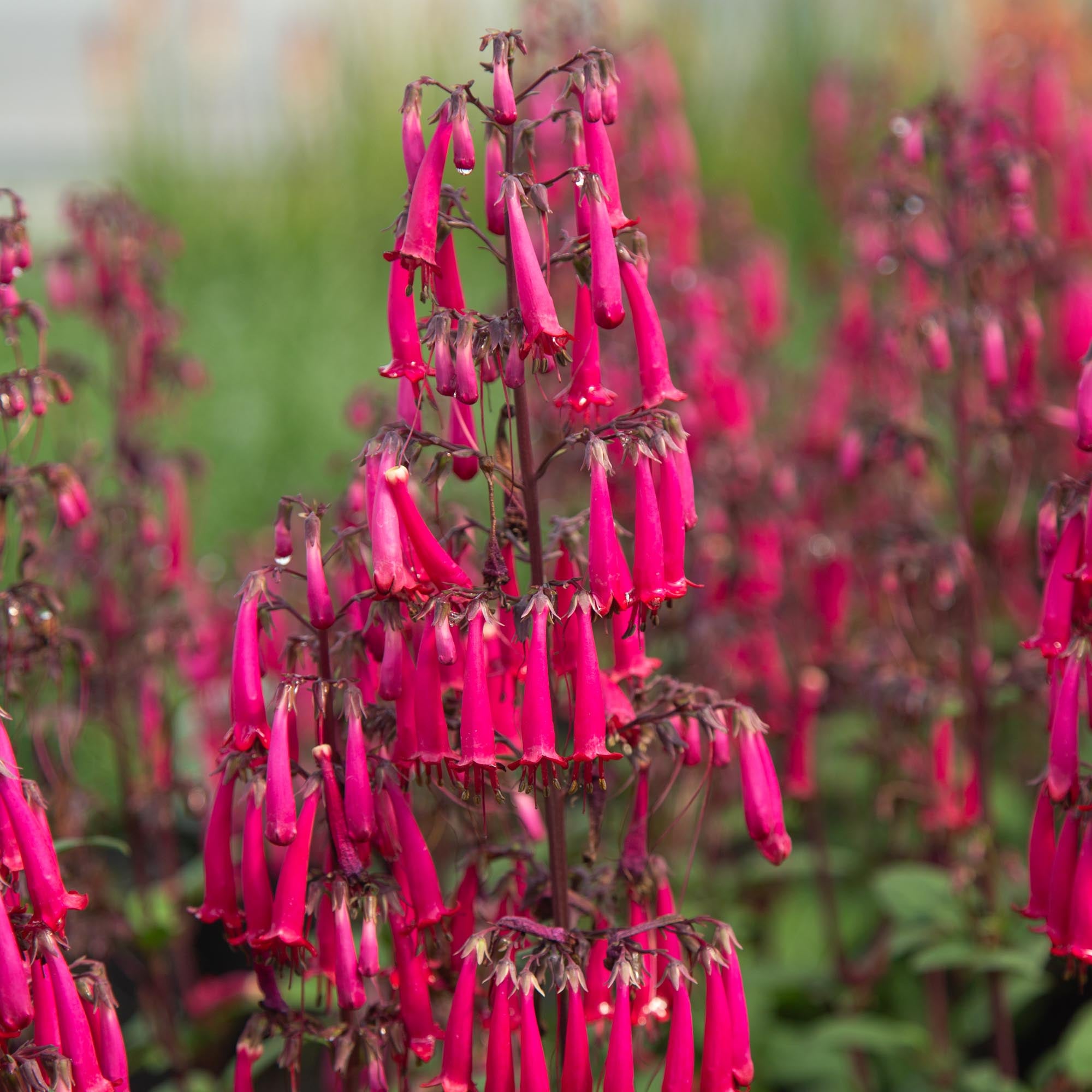 Colorburst™ Rose