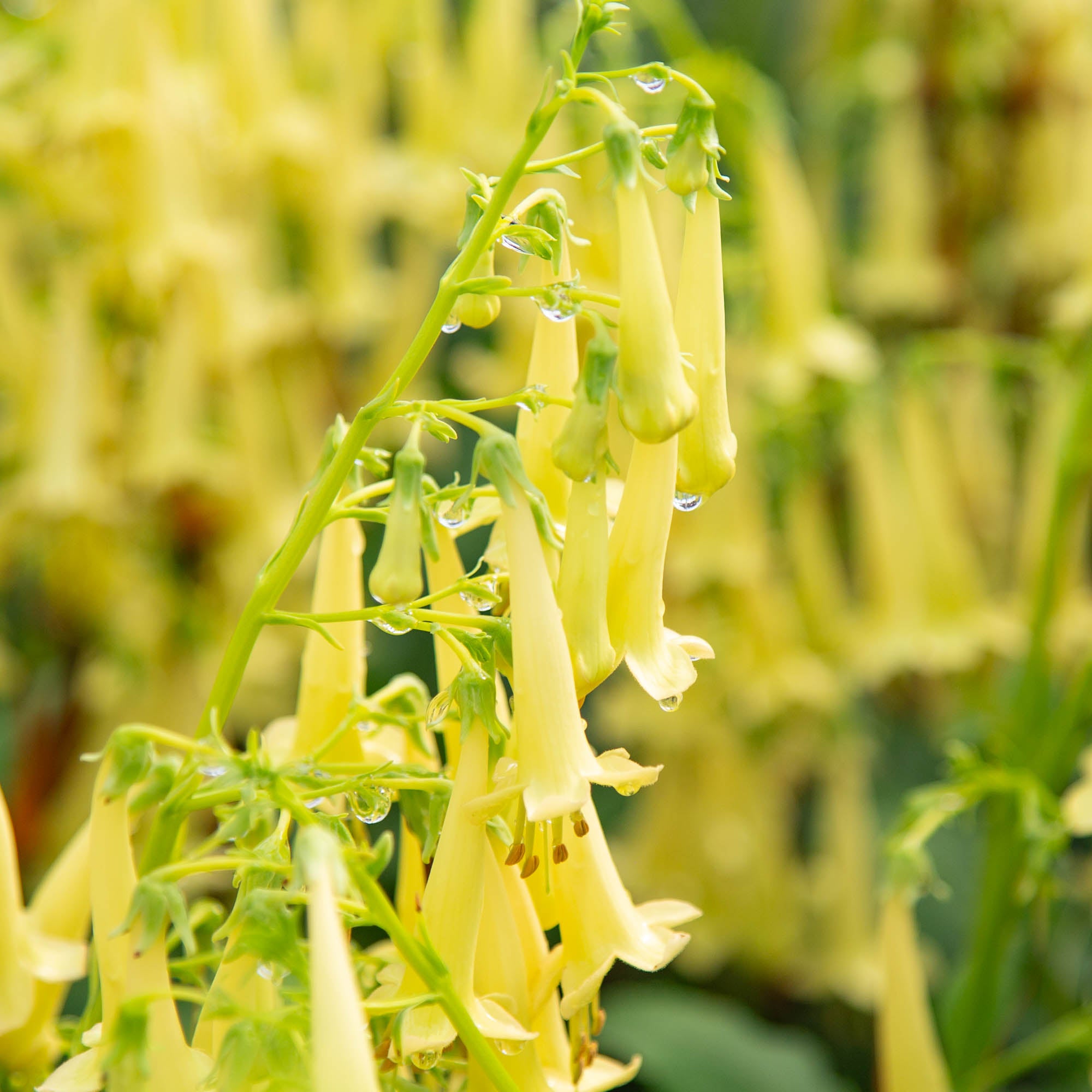 Colorburst™ Yellow