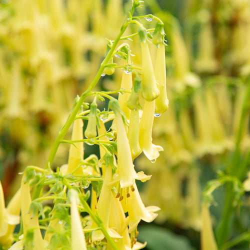 Colorburst™ Yellow