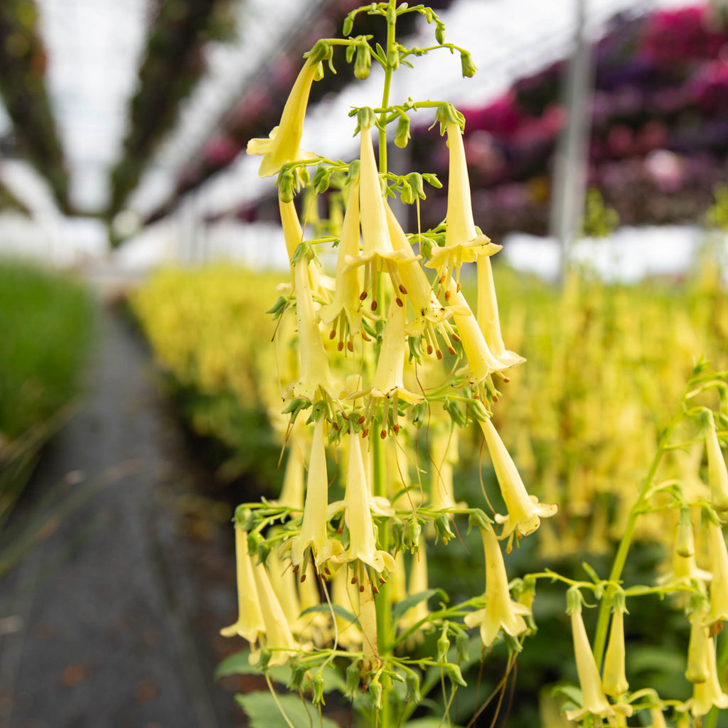 Colorburst™ Yellow