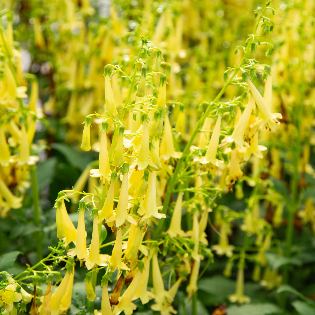 Colorburst™ Yellow