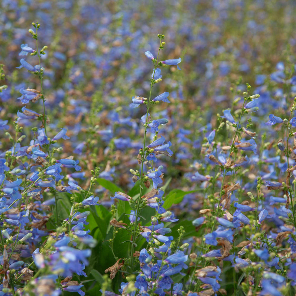 Electric Blue
