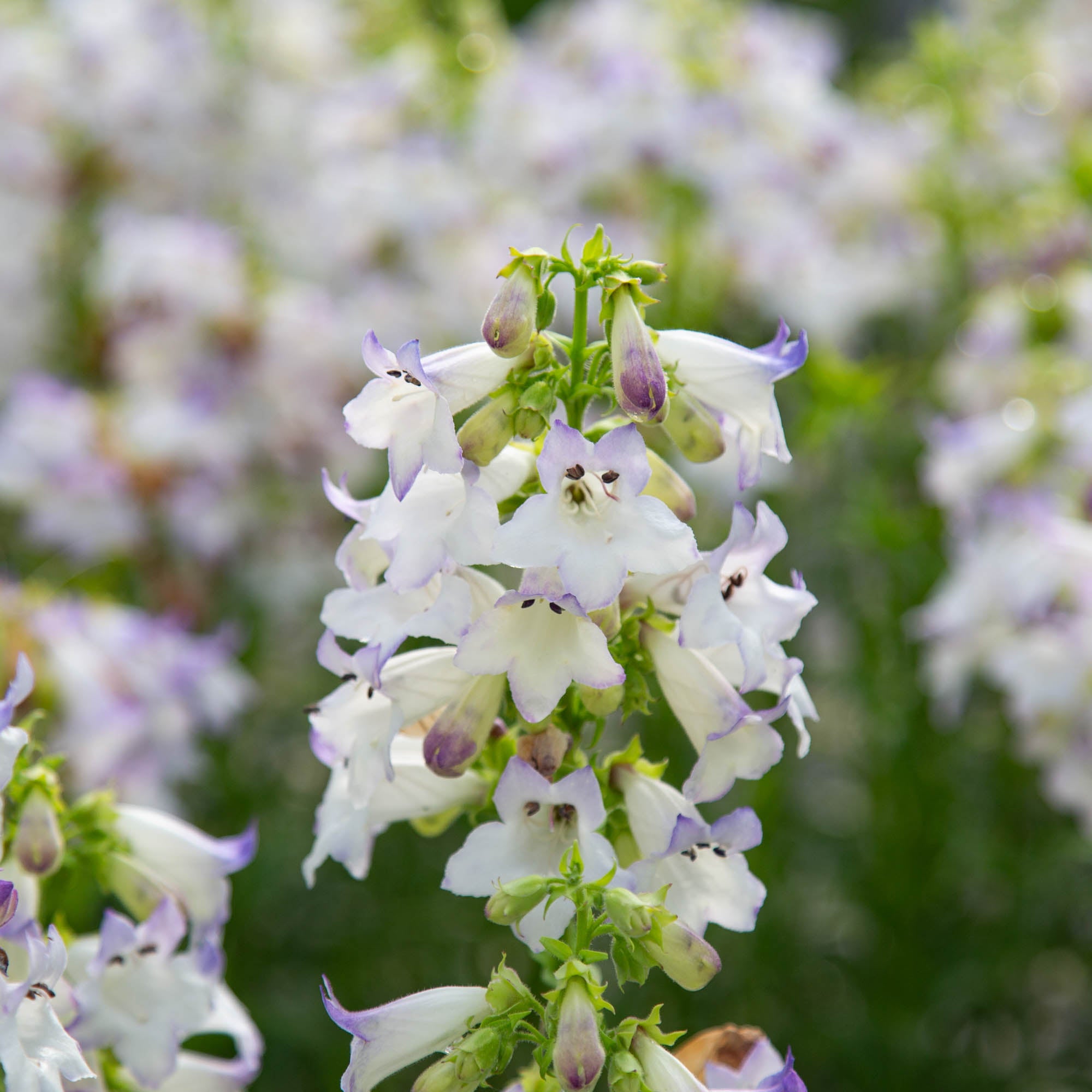 Harlequin™ Lilac