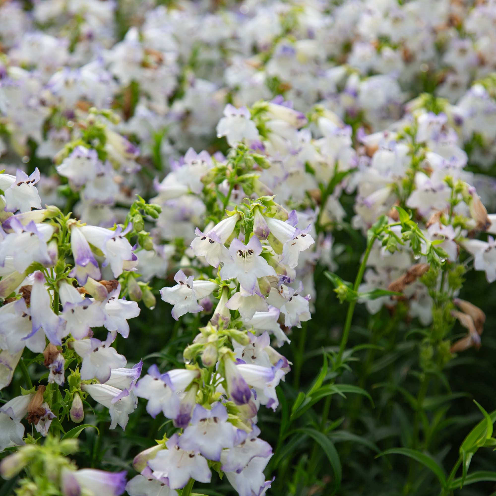 Harlequin™ Lilac