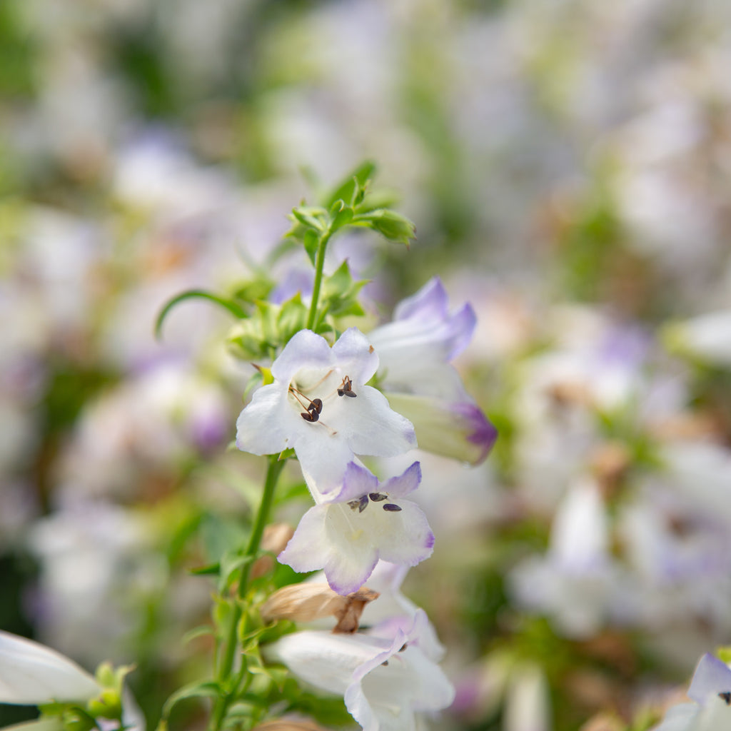 Harlequin™ Lilac