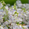 Harlequin™ Lilac