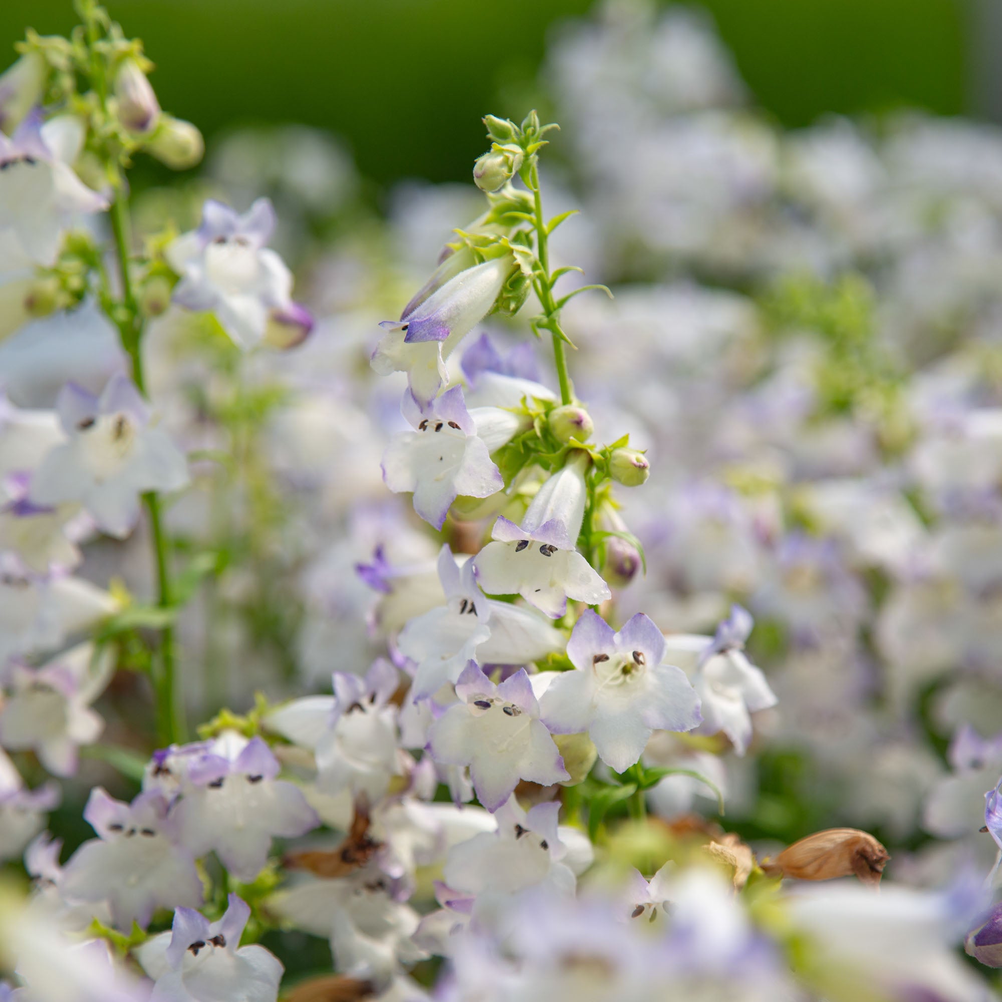 Harlequin™ Lilac