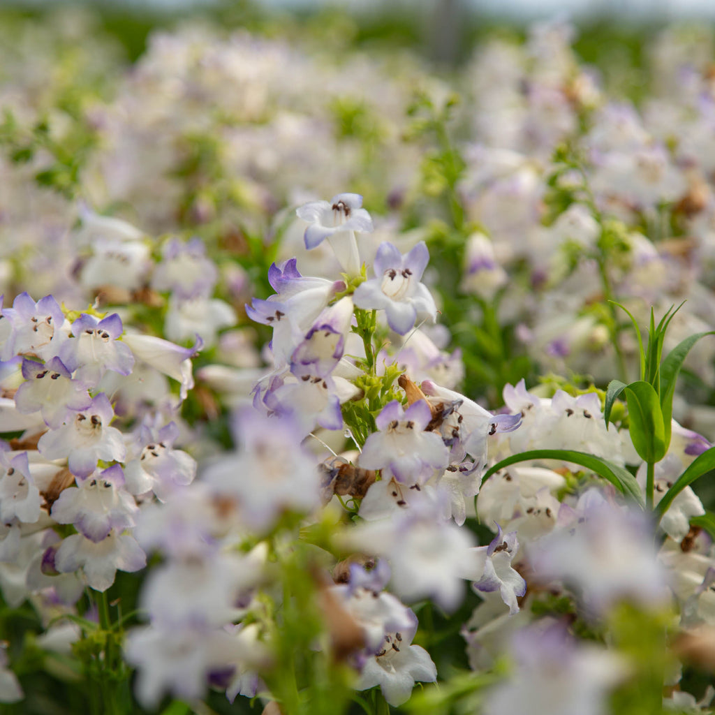 Harlequin™ Lilac