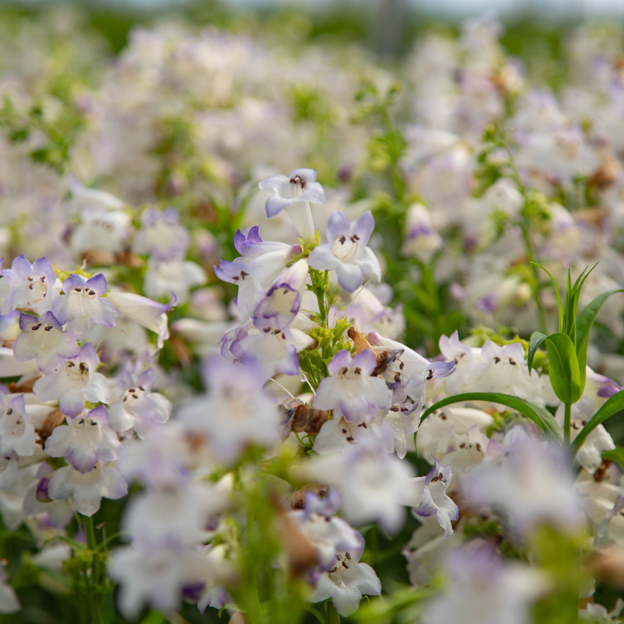 Harlequin™ Lilac