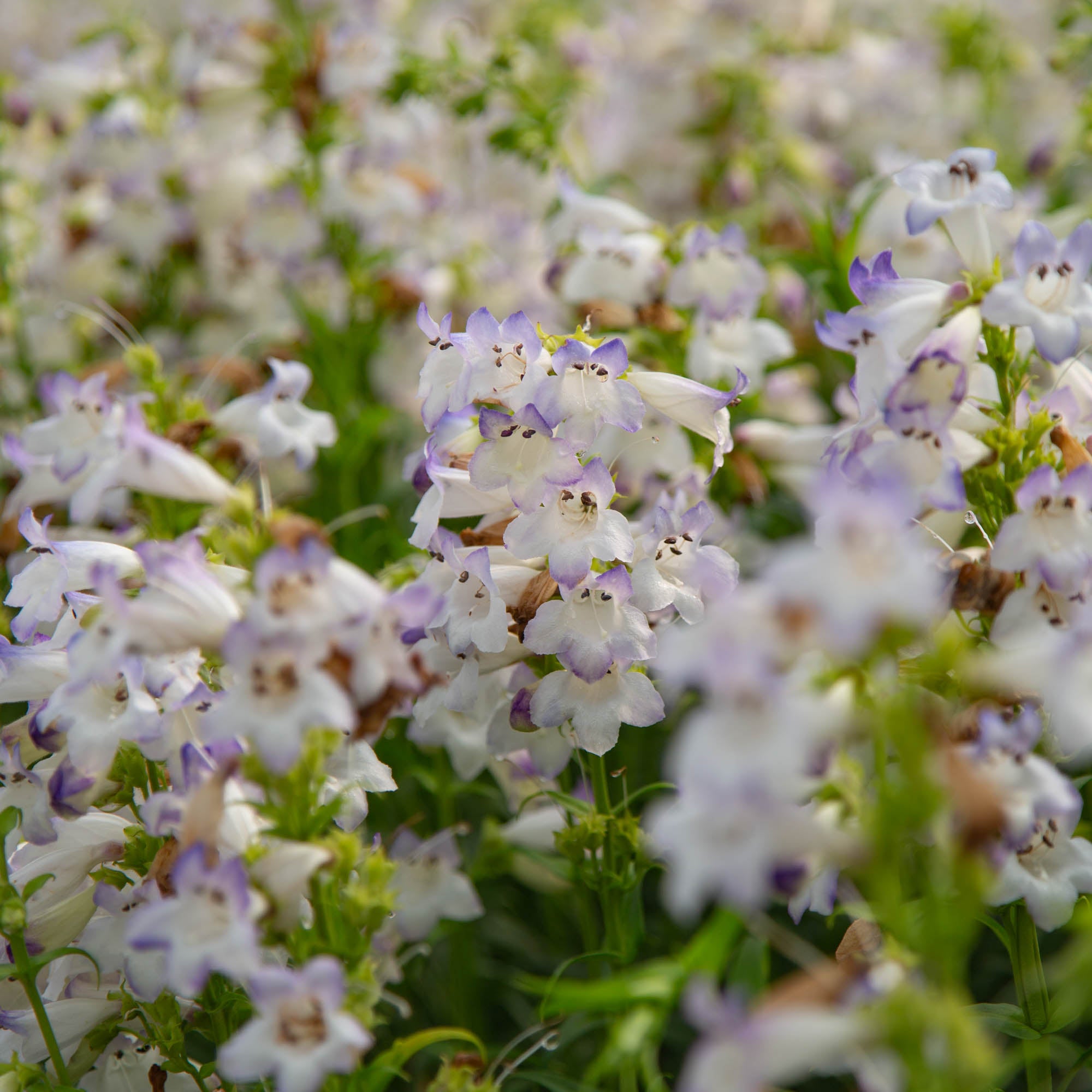 Harlequin™ Lilac