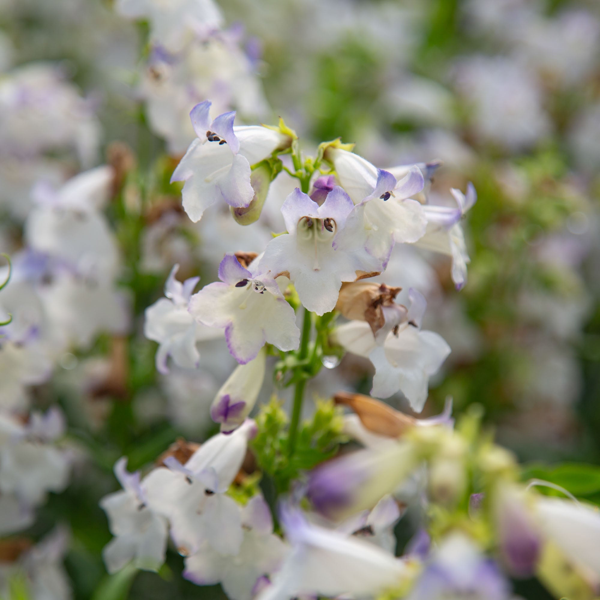Harlequin™ Lilac