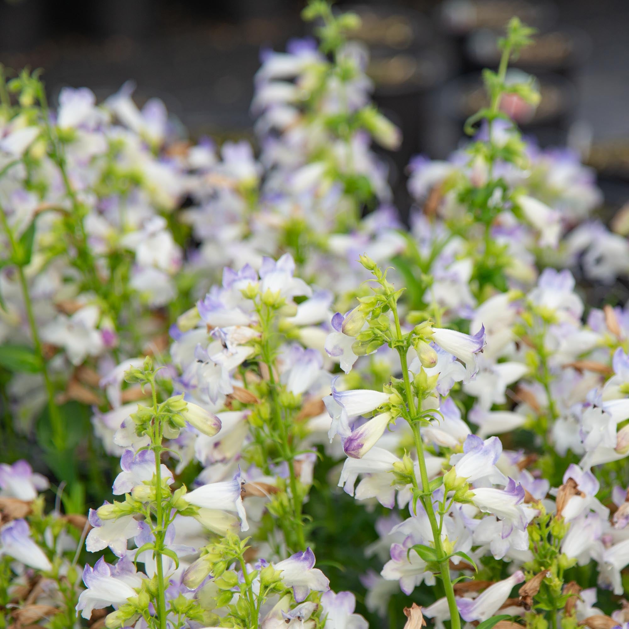 Harlequin™ Lilac