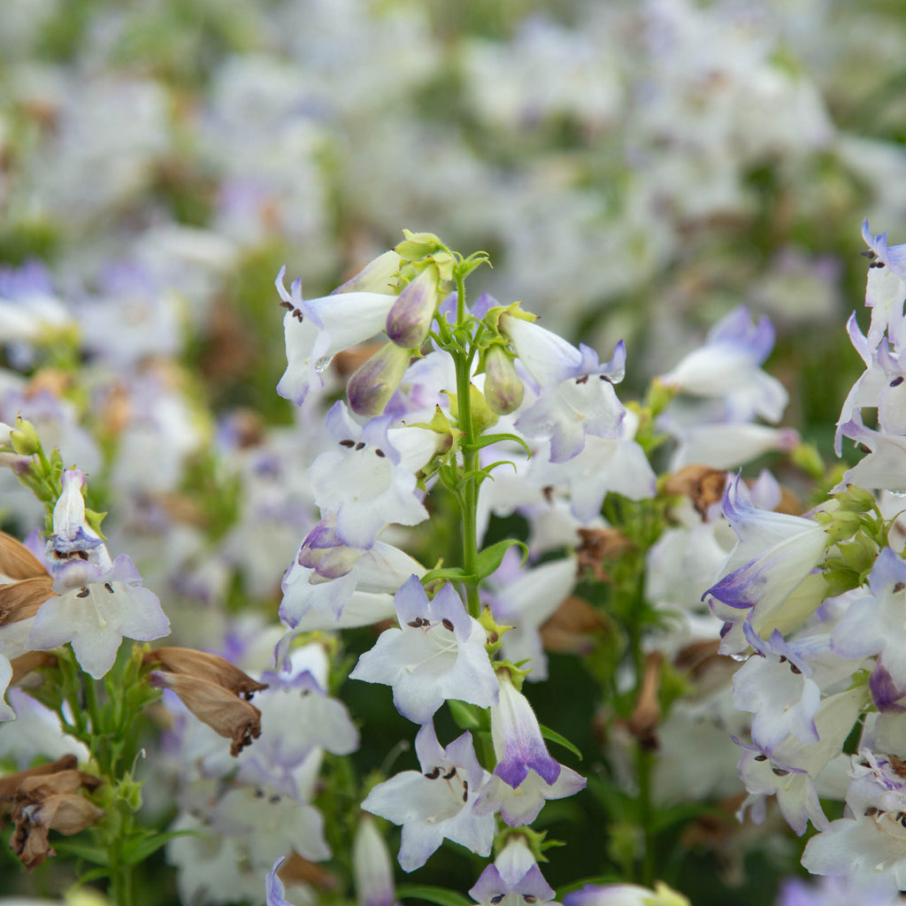 Harlequin™ Lilac