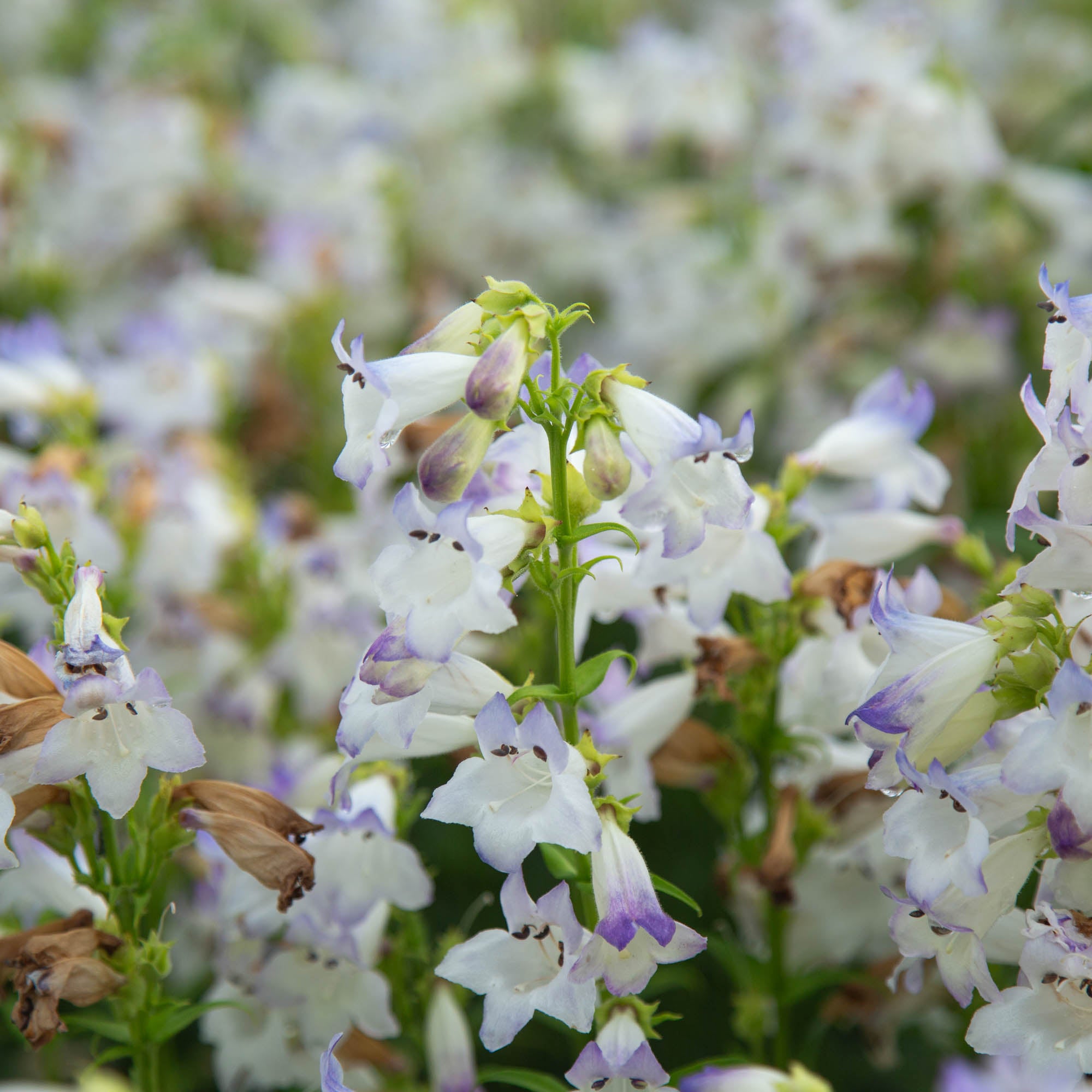 Harlequin™ Lilac