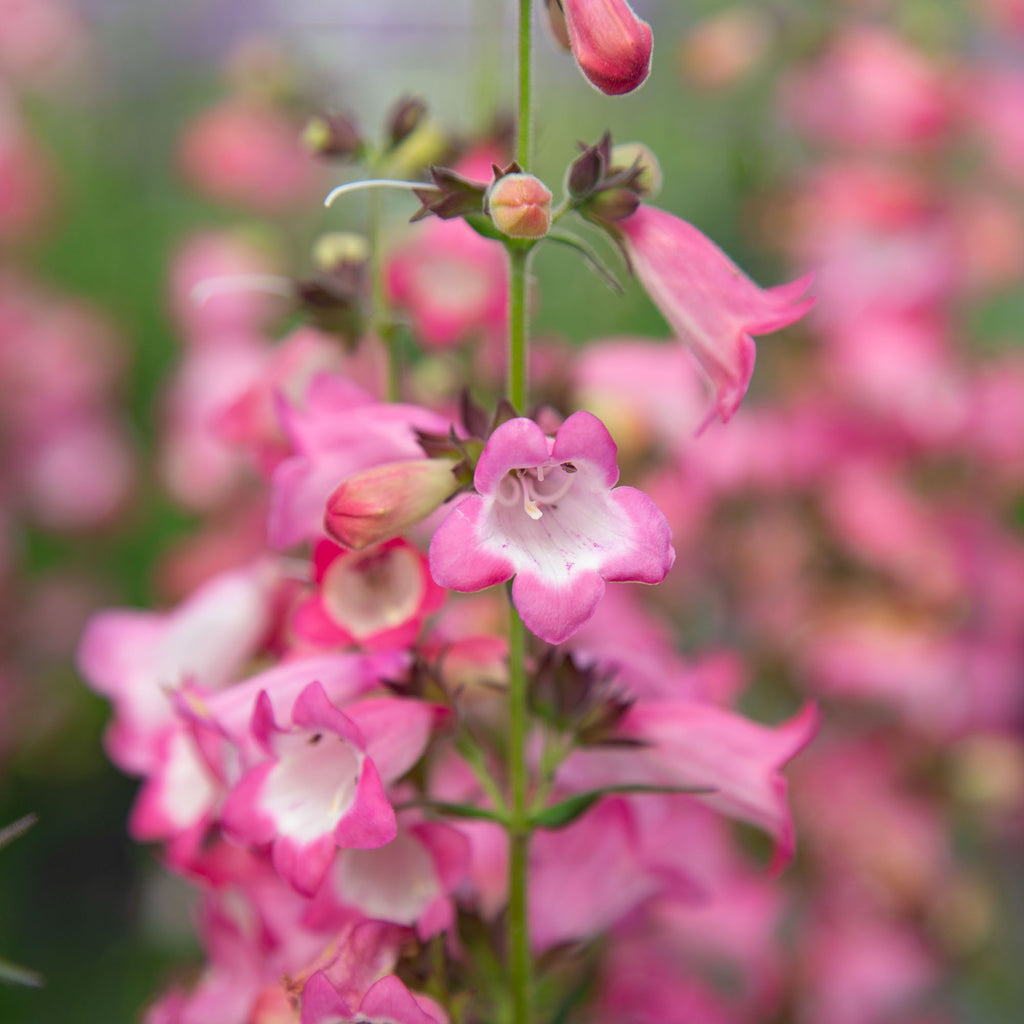 Harlequin™ Pink