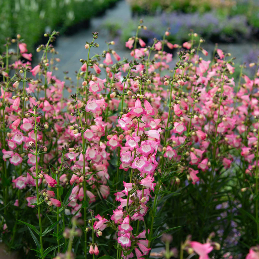 Harlequin™ Pink