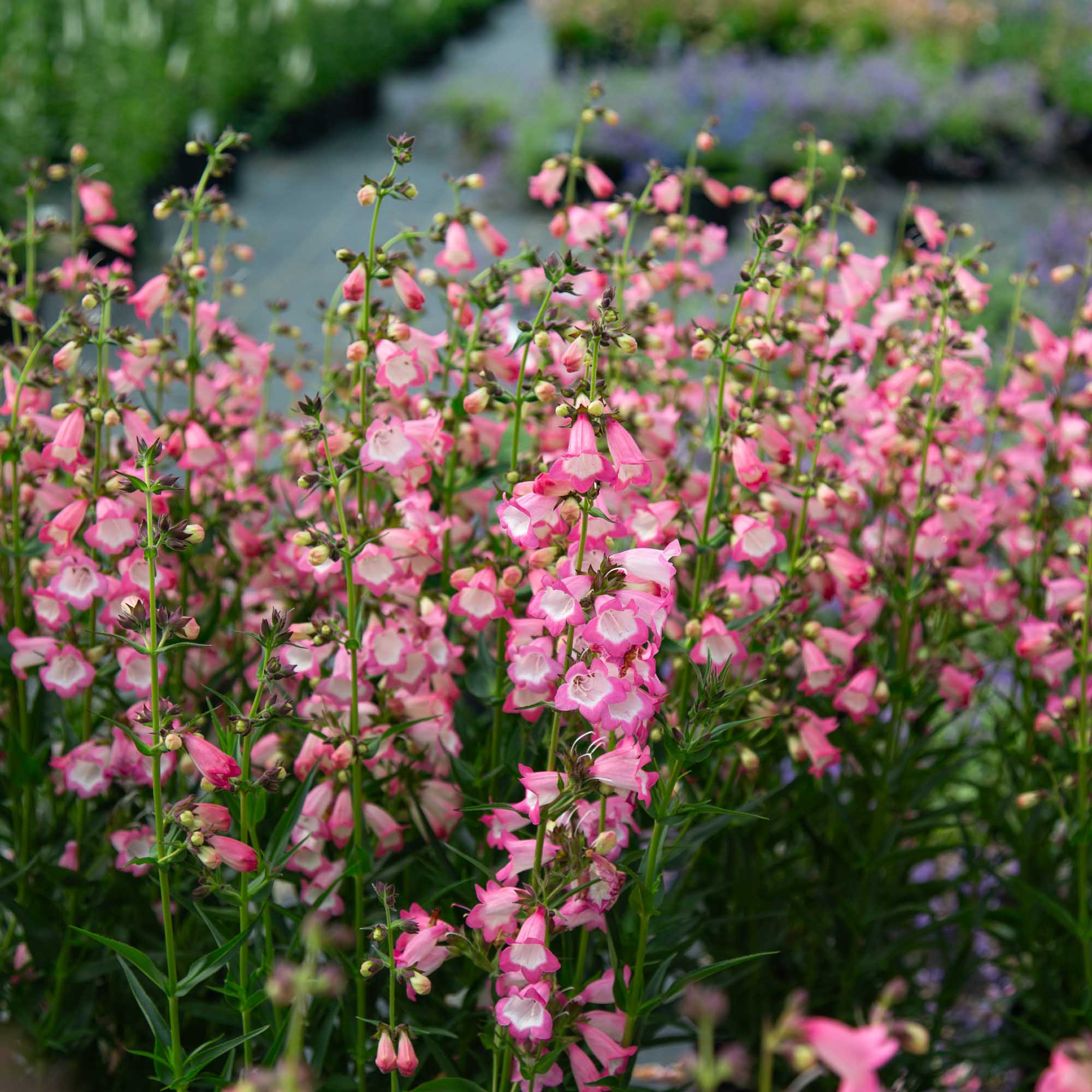 Harlequin™ Pink