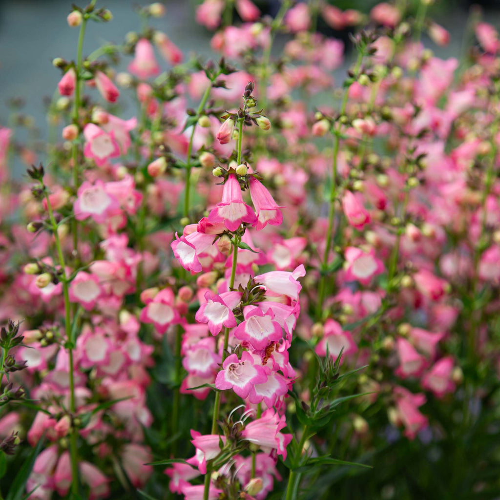 Harlequin™ Pink