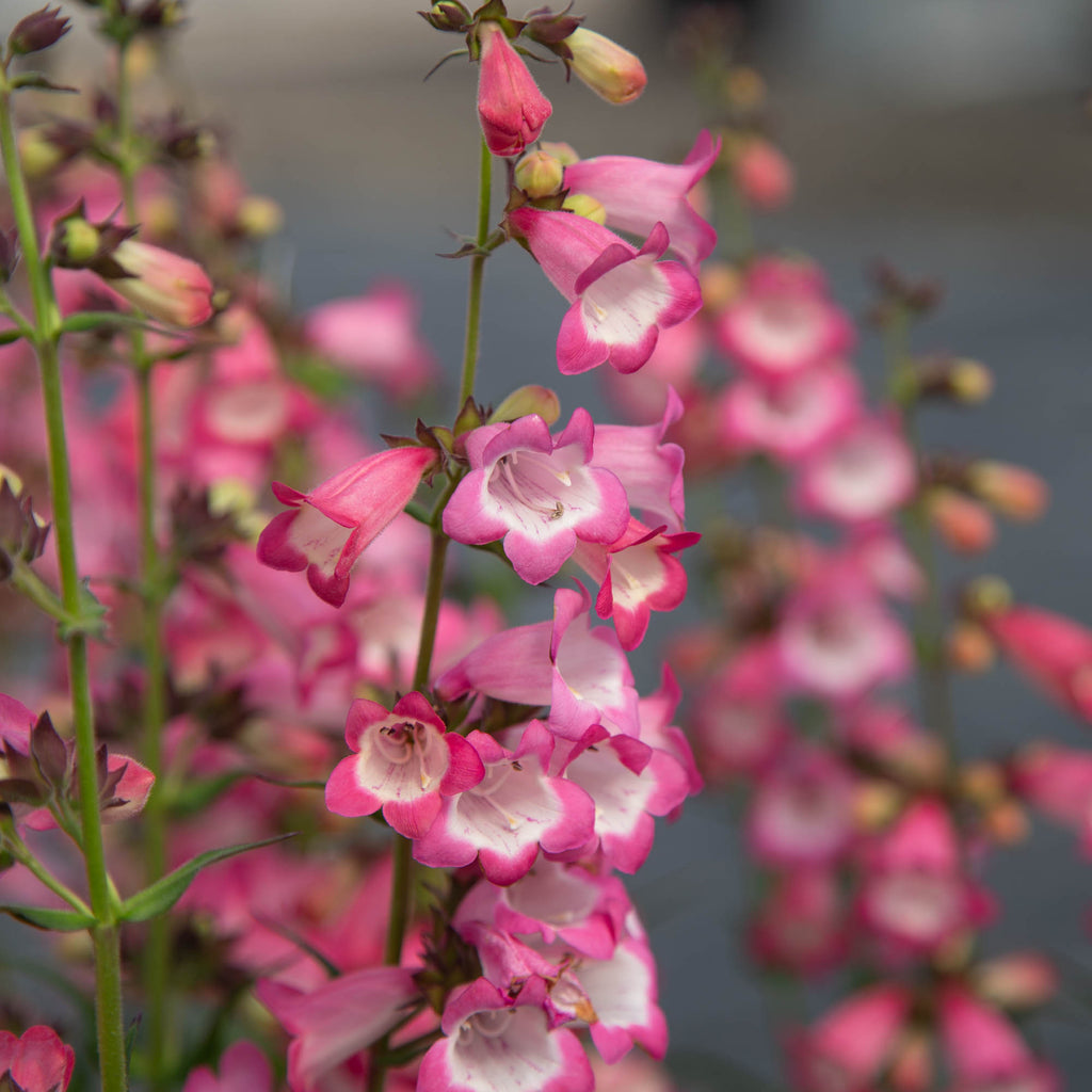 Harlequin™ Pink