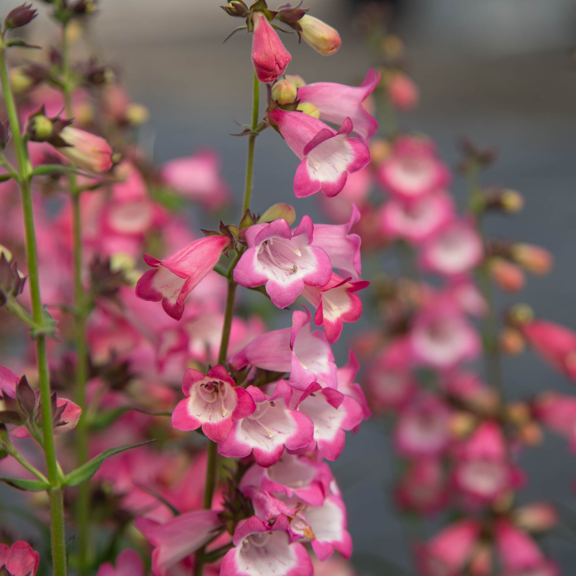 Harlequin™ Pink