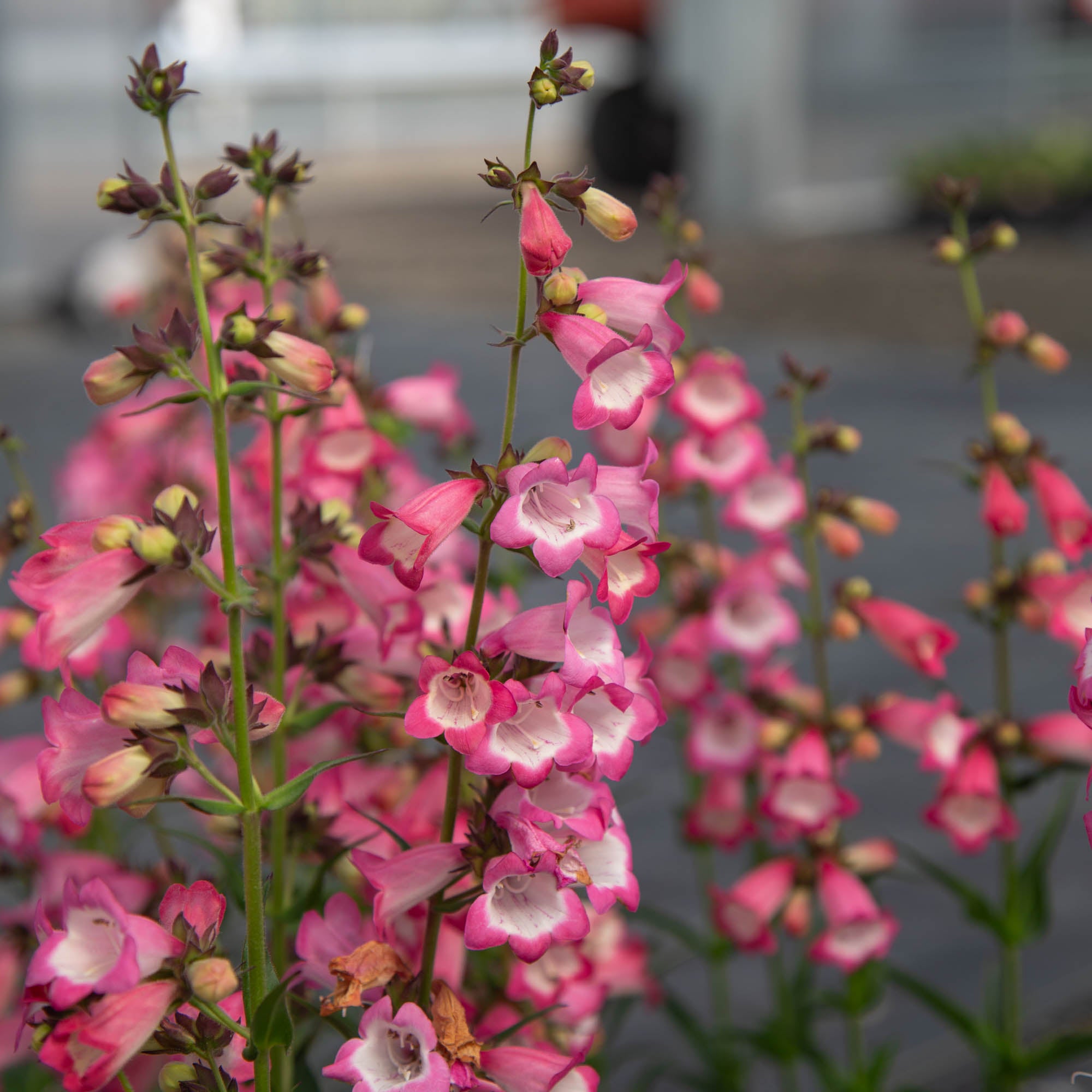 Harlequin™ Pink