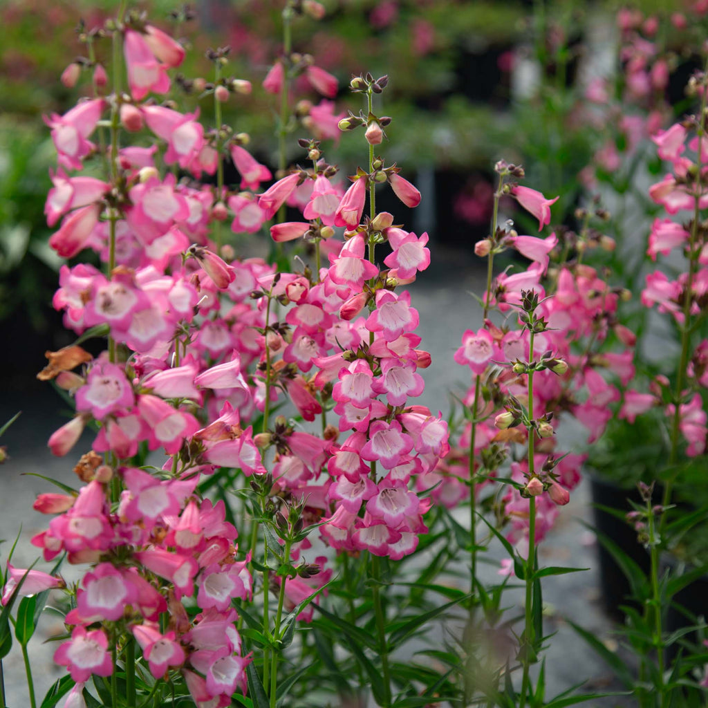 Harlequin™ Pink