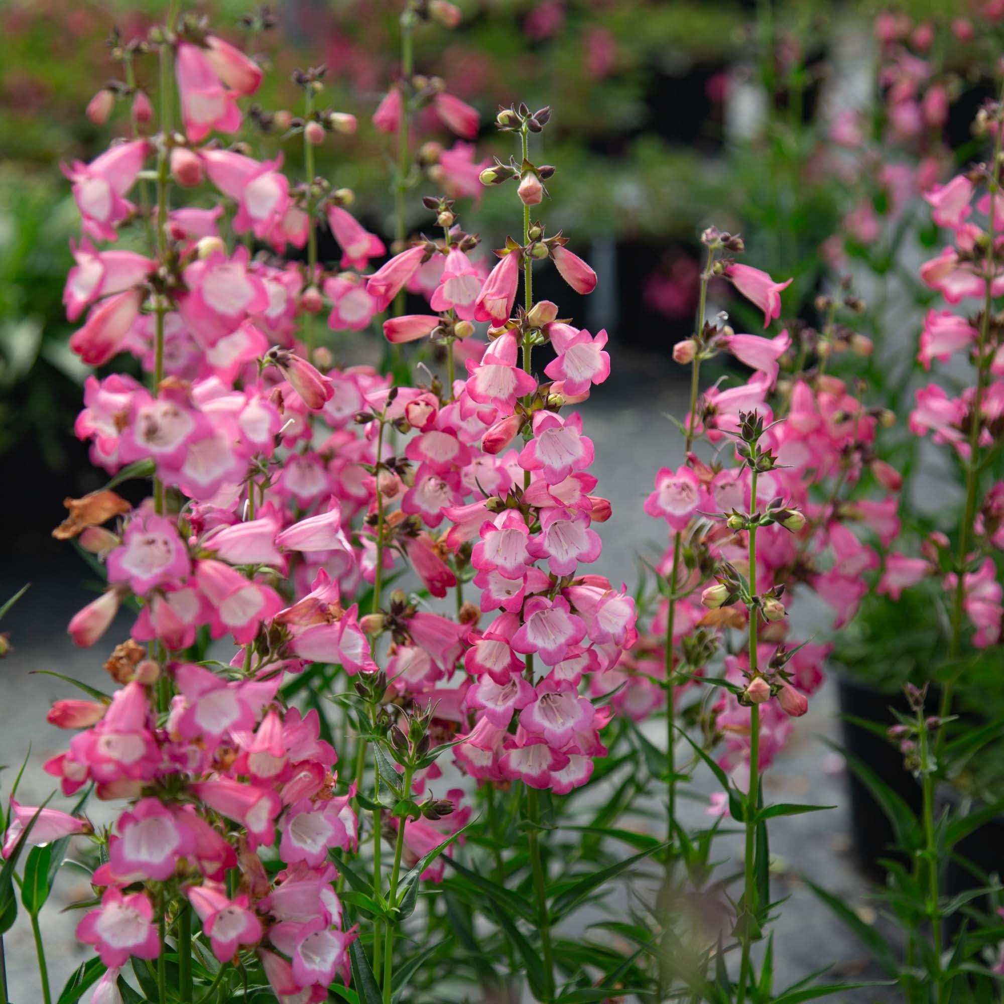 Harlequin™ Pink