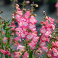 Harlequin™ Pink