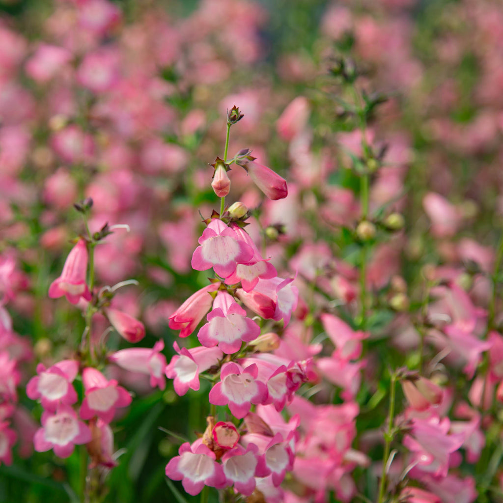 Harlequin™ Pink