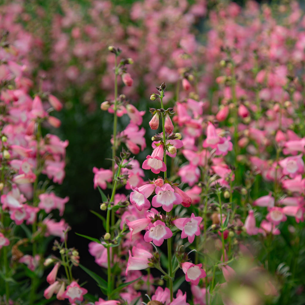 Harlequin™ Pink