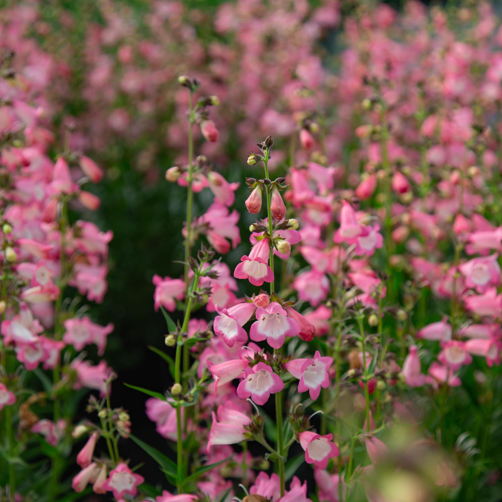 Harlequin™ Pink