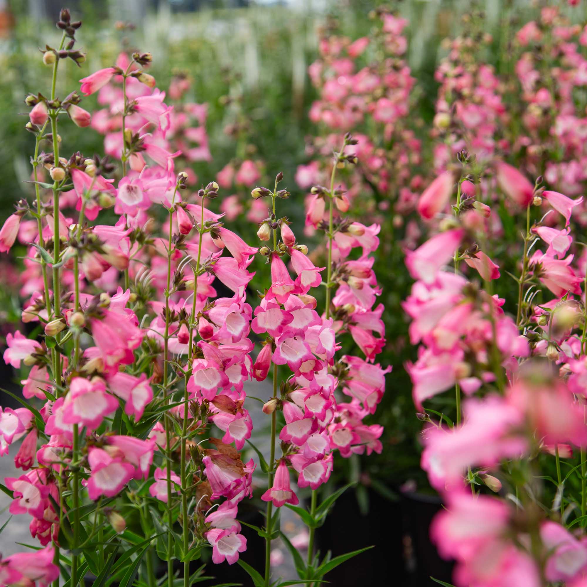Harlequin™ Pink