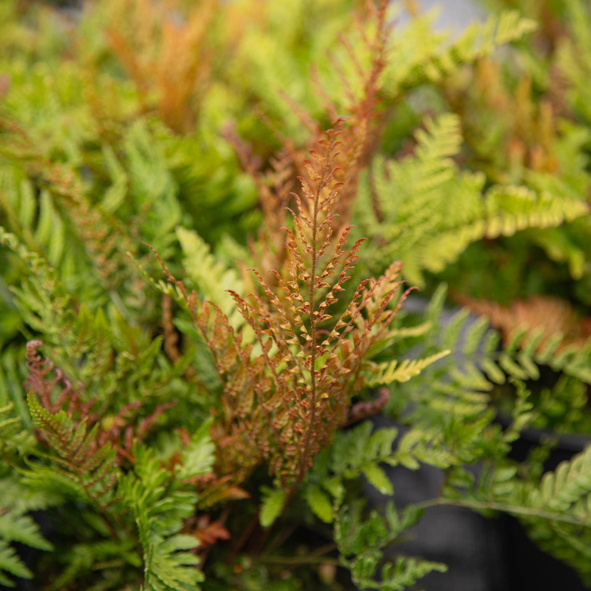 Lacy Autumn Fern
