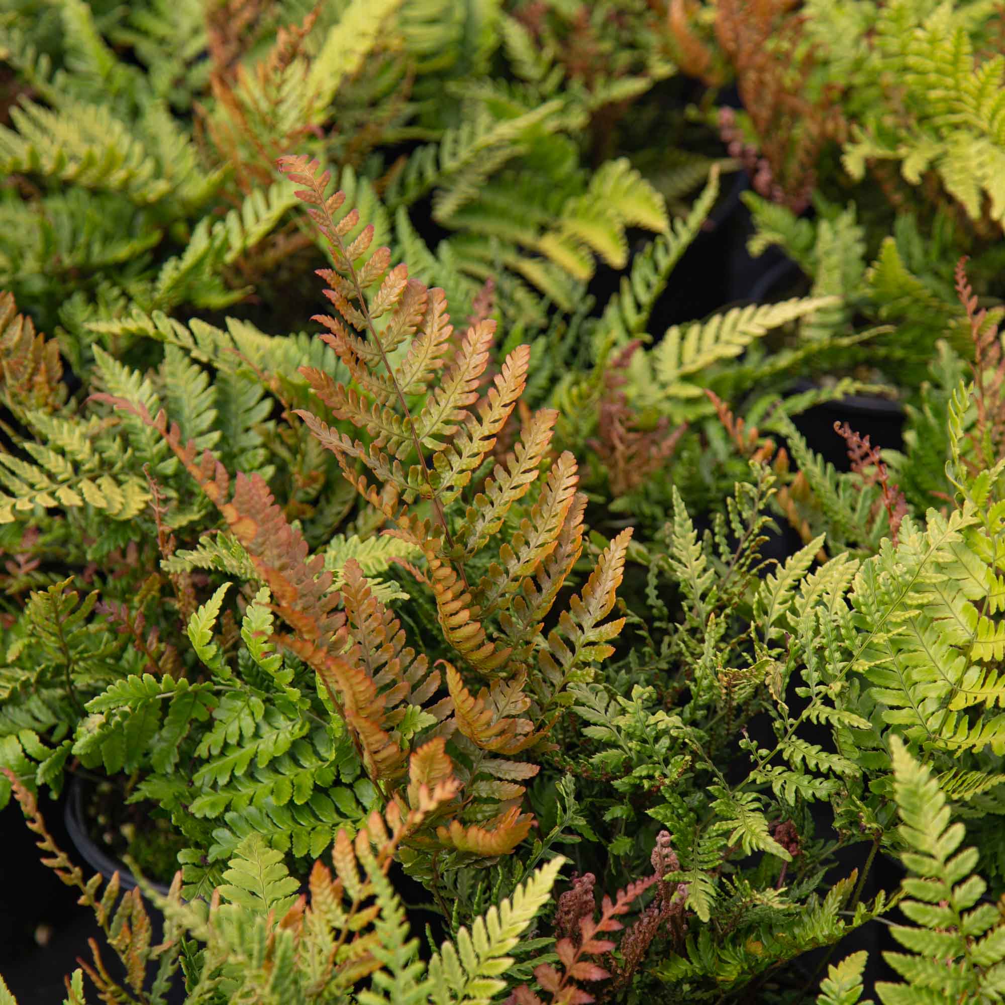 Lacy Autumn Fern